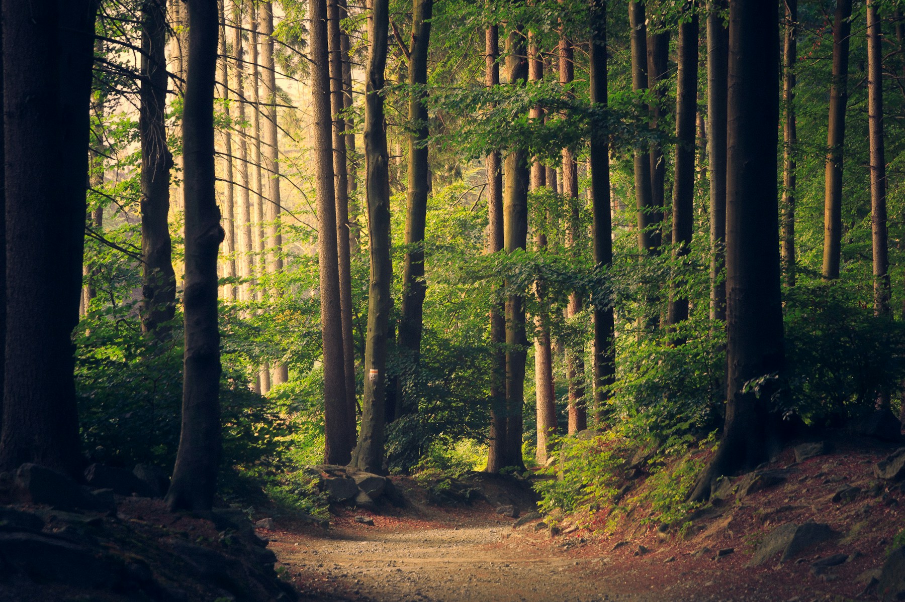 Sunlight falling through a deep forest